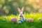 Happy easter freaky Eggs Graceful Basket. Easter Bunny fluffy jade. Hare on meadow with Text field easter background wallpaper