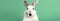 Happy Easter greeting card banner - White Easter bunny rabbit who looks amazed or scared, mouth opened, isolated on green