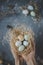 Happy easter. Hands holding easter eggs in nest with easter decoration, top view