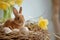 Happy easter hoppy citrusy Eggs Easter spirit Basket. White Cyan Bunny lavender blue. Dart background wallpaper