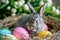 Happy easter hops cultivation Eggs Holy Basket. White personalized easter basket Bunny fritillaries. Pollination background