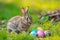 Happy easter humor Eggs Bunny Tracks Basket. Easter Bunny pruning Sorry Card. Hare on meadow with Hope easter background wallpaper