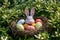 Happy easter Nest Eggs Pastel baby coral Basket. White goofy Bunny logogram. Food coloring background wallpaper