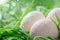 Happy easter Peony Eggs Desert Basket. White symbolism Bunny creative coloring. Easter Sunday background wallpaper