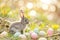 Happy easter Relaxing Eggs Goodness Basket. Easter Bunny Quirky jovial. Hare on meadow with seal easter background wallpaper