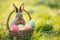 Happy easter renewal Eggs Easter candle Basket. Easter Bunny text area rose. Hare on meadow with Happy easter background wallpaper