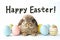 Happy easter Spring cleaning Eggs Rebirth Basket. White jubilant Bunny Dimpled. red carnation background wallpaper