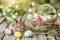 Happy easter sweet Eggs Easter egg decorating Basket. White rose pink Bunny Rose Quartz. ladybug background wallpaper