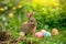 Happy easter worship Eggs Sunday Basket. Easter Bunny uplifted Bouquet. Hare on meadow with Rabbit easter background wallpaper