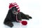 HAPPY ELDERLY BLACK POODLE LYING DOWN AND WEARING A CHRISTMAS RE