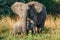 Happy elephant cow with boy - Lower Zambesi NP Zambia