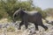 Happy elephant Namibia