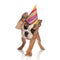 Happy english bulldog with birthday cap waves paw to salute