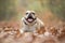 Happy English bulldog lying down between autumn leaves in a forest