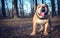 Happy English bulldog outdoor