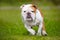 Happy English bulldog running outdoors