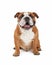 Happy English Bulldog Sitting