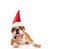 Happy english bulldog wearing santa claus hat