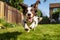 A Happy enthusiastic dog jumping in a garden house