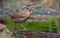 Happy Eurasian wren sits near a water edge with always lifted tail