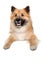 Happy Eurasier dog