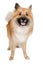 Happy Eurasier dog on a clean white background