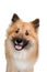 Happy Eurasier dog on a clean white background