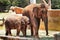 Happy face of elephants