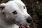 Happy face of friendly white Pit Bull breed