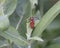 Happy face on head of little Milkweed Beetle