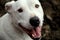 Happy face of white Pit Bull breed