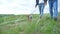 Happy family. dog Yorkshire Terrier walks on a leash first-person view of the hand. couple hold hands walking a dog