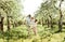 Happy family enjoying spring together at apple orchard