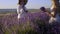 Happy family gathers lavender for the herbarium in the field and laughs in slow motion