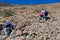 Happy family makes a climb to the Teide volcano on the island of Tenerife, natural landscape, background