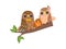 Happy Family of Owls, Father, Mother and Their Baby Owlet Sitting on Branch of Tree, Cute Cartoon Birds Characters