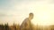 Happy family silhouette teamwork concept slow motion video. father shakes little daughter over wheat fields silhouette