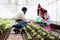 Happy family in vegetable garden at countryside, Asian mother, African father and curly haired girl kid daughter work in farm