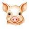 Happy farm pig. Animal watercolor illustration