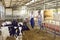 Happy farm workers watching calves standing in big clean barn on livestock farm