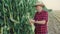 Happy farmer checking and shows the good corn harvest 4K