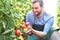 Happy farmer growing tomatoes in a greenhouse