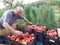 Happy farmer with tomatos in boxes