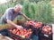 Happy farmer with tomatos in boxes