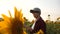 Happy farmer woman working with a tablet in a sunflower field in sunset. An agronomist studies a sunflower crop and