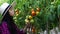 Happy farmers with the tomato garden.