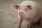 The happy fattening pig in big commercial swine farm