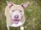 A happy fawn colored Pit Bull Terrier mixed breed dog