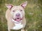 A happy fawn colored Pit Bull Terrier mixed breed dog