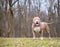 A happy fawn colored Pit Bull Terrier mixed breed dog